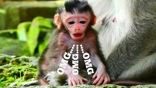 OMG.. OMG...,​POOR BABY MONKEY JINX OPEN LARGE MOUTH, NEWBORN MONKEY WANT TO WALK BY HERSELF