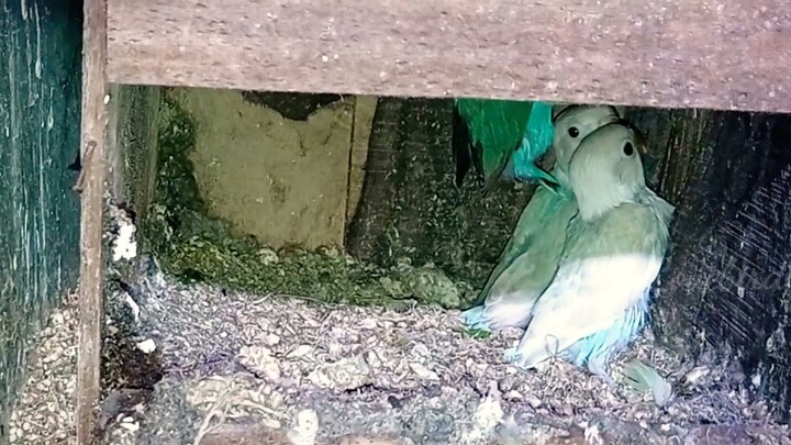 cara agar indukan lovebird yang macet kembali produksi
