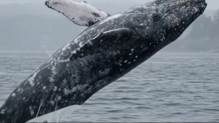 🐋 Gray Whale Breaching | Pacific Ocean Wildlife
