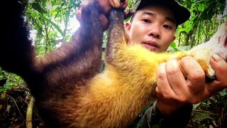 Cuộc sống hoang dã | bắt ong , giải cứu loài chồn quý hiếm