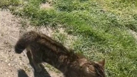 Mèo: Chân không nhấc nổi nữa, tớ muốn về nhà!