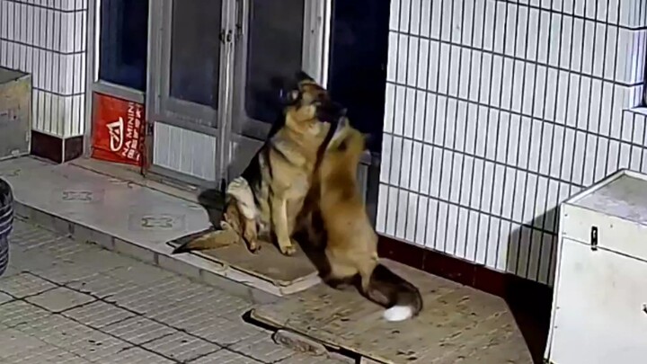 [Married a Fox Spirit as My Wife] Fox Carrot Loves Cans!