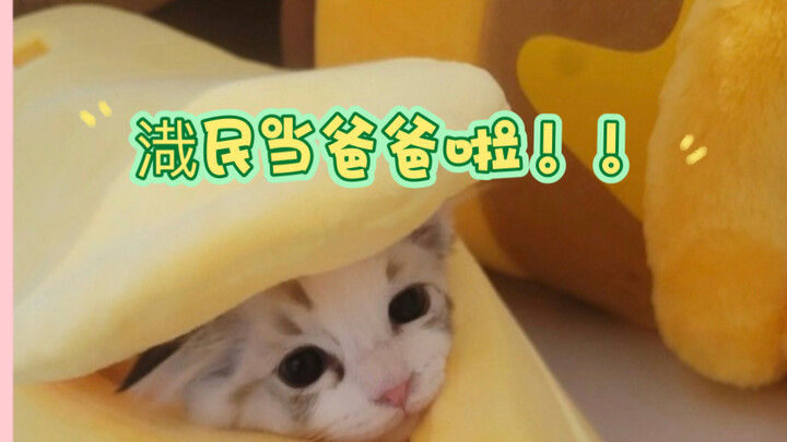 Lộc Tái Dân làm bố rồi!!! Đã có ba bé mèo con!!