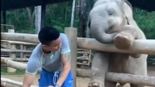 Seberapa Penyembuhan Bayi Gajah?