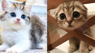 Baby Cats - รวมวิดีโอแมวน่ารักและตลก #18 | Aww สัตว์