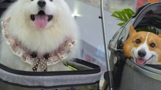 Seekor anjing yang belum pernah mengunjungi pusat perbelanjaan di Chengdu tidak dianggap sebagai anj
