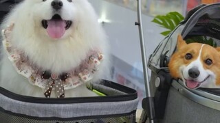 A dog that has never been to a shopping mall in Chengdu is not considered a complete dog