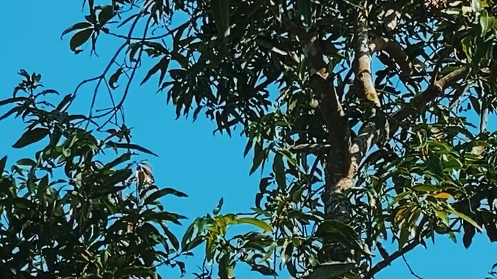 নীল রঙের আকাশ । ভিডিও ০৯