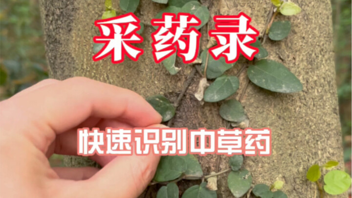 【Ghi chép hái thuốc】Thêm một loạt thảo dược Trung Quốc dễ dàng nhận biết, ra ngoài sẽ không còn lúng