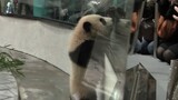 Panda wants to meet its fans. Fans want to pet the panda. The glass is now clean!