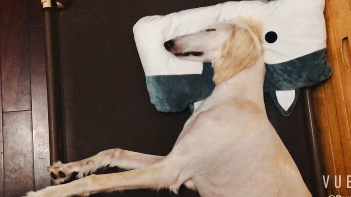 Anh chàng lực lưỡng với tóc đuôi ngựa đôi, có thể tùy ý bày đặt khi đang ngủ say