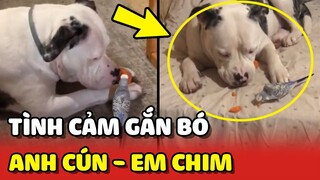 Tình cảm GẮN BÓ giữa ANH TRAI CÚN và EM CHIM NHỎ 😍 | Yêu Lu