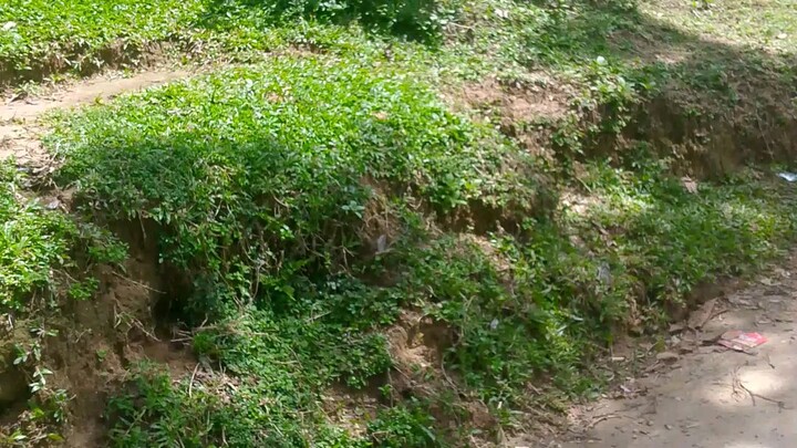 আমাদের বাংলাদেশের সিলেটের চা বাগানের চিত্র।