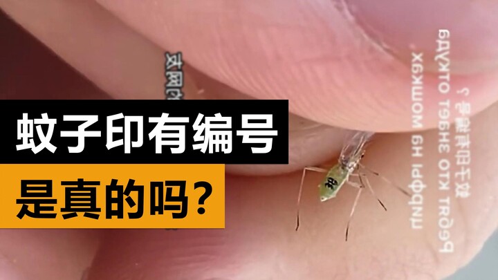 Rumor yang terbantahkan: "No. 38 Mosquito" yang belakangan populer sebenarnya bukanlah "nyamuk" sama