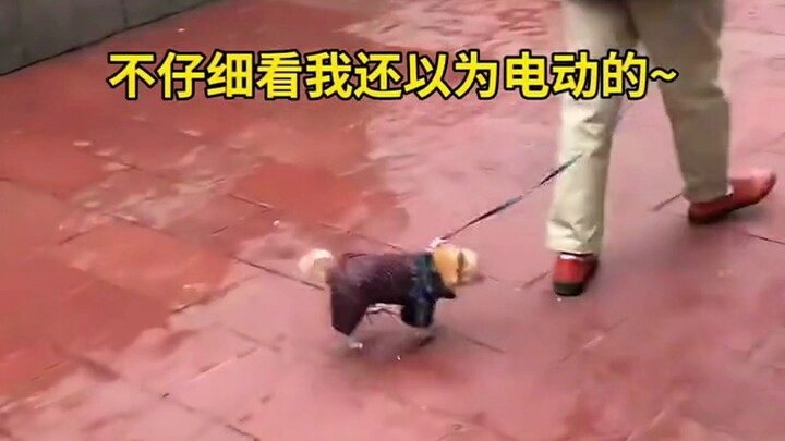 Dog: These four legs aren't mine, are they?