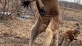 Funny Kangaroo .,