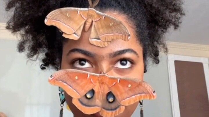 Hải Mã Quốc Tế Truyền Thông | Sau khi blogger nước ngoài gặp một con bướm đêm hai năm trước...