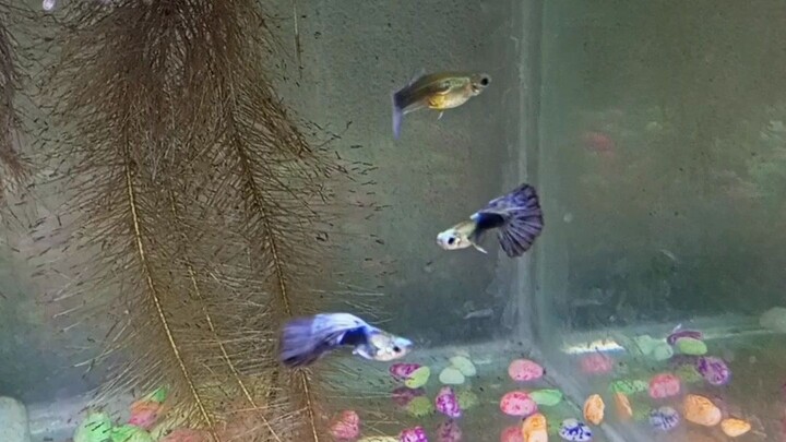 guppy texedo blue koi