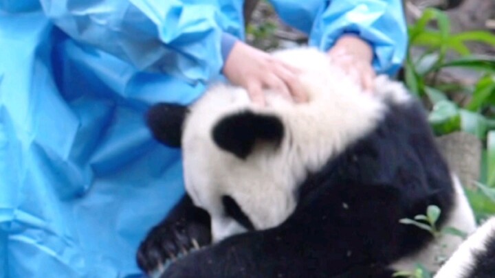 Seperti apa rasanya memegang panda rusa?