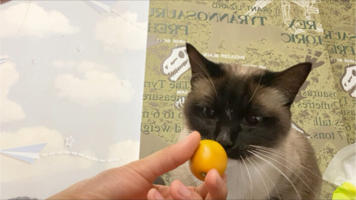 Can cats eat kumquats??