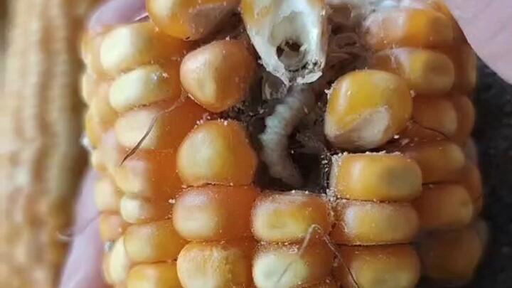 Kiến: Thế giới này vẫn còn nhiều người tốt nhỉ