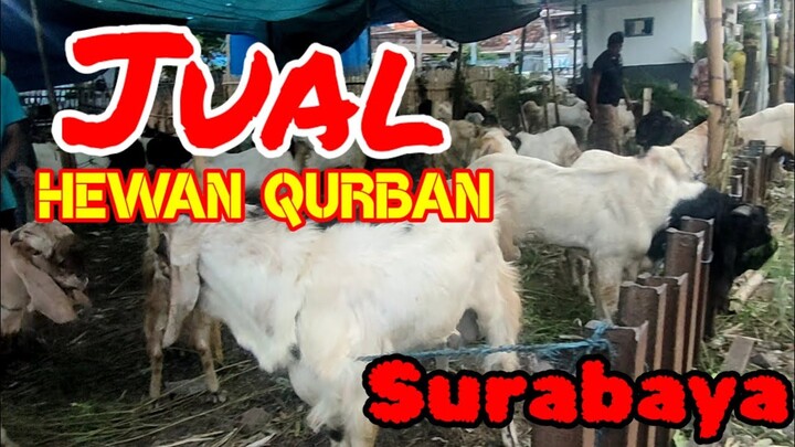 Jual Hewan Qurban di ngaglik surabaya harga murah??