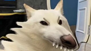 Dog: I've returned to my roots for you