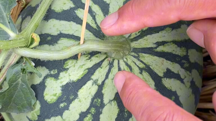 西瓜最有效预防炸瓜方法