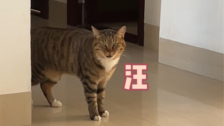 Does your cat meow like this too?~
