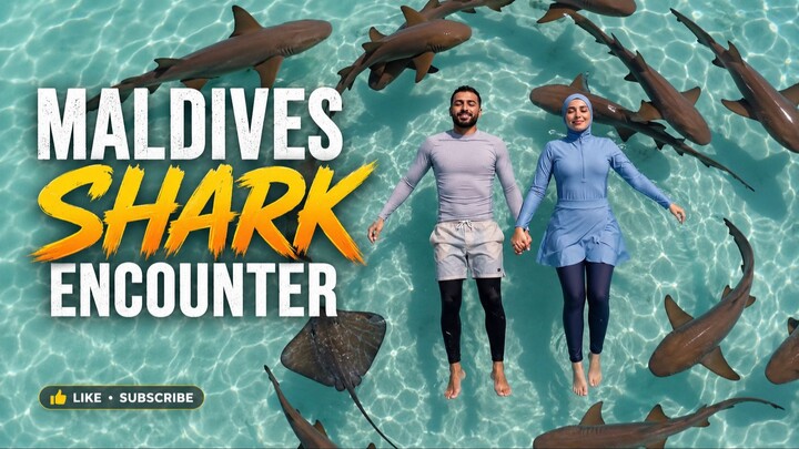 Maldives Shark Encounter