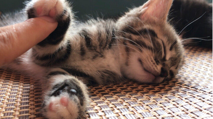 What happens when you pet a sleepy kitten? The cat parent says: “This is so cute, I can’t take it…”