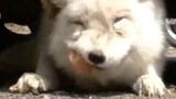 【Animal Circle】Arctic fox refuses to leave. Heartwarming rescue!