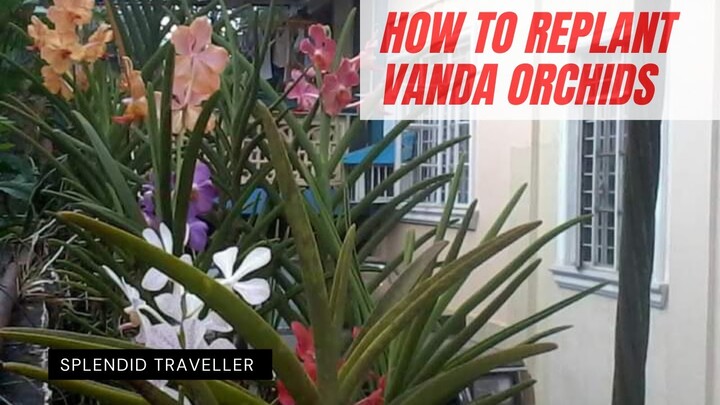 How to grow and Re- plant Vanda Orchids