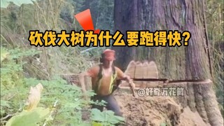Why do we have to run fast when felling trees? #Science #Relief #Lumberjack #Logging #Trivia