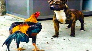 Funniest Animals 😍🐶😻 Funny Dog And Cat | Funny Animals Video #61