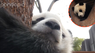 Fall in Love with a Panda That Don't Come Home