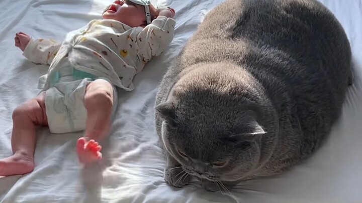 Fate Plays Tricks on the Big Fat Cat!