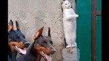 Animal|Hilarious Moments of Animals
