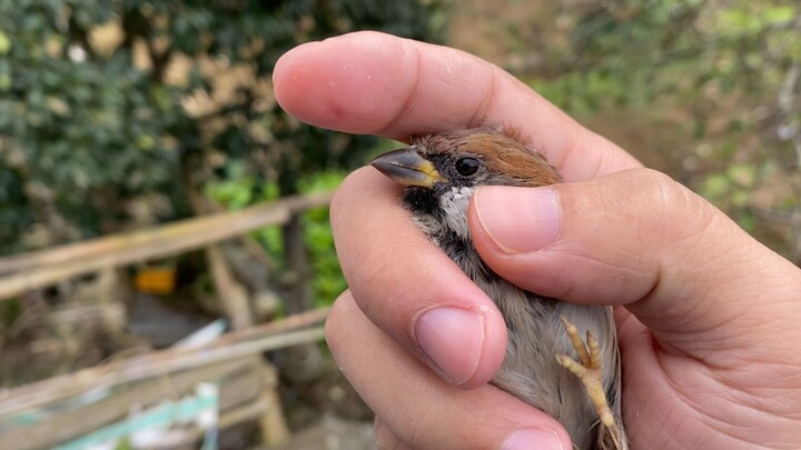Since sparrows became protected animals, they've become increasingly brazen.