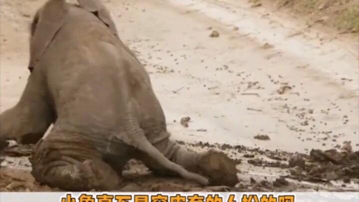 Gajah kecil, aneh tapi lucu~