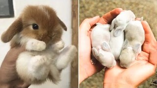 AWW SO CUTE! Cutest baby animals Videos Compilation Cute moment of the Animals - Cutest Animals #46