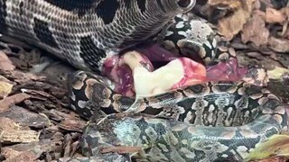 LOOK PYTHON 🐍🐍🐍GIVING BIRTH 😱😱😱