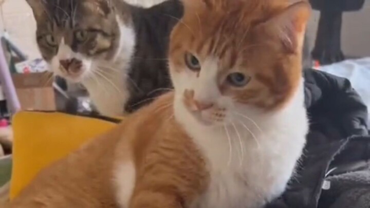 Kucing macan tutul: “Apa ini benar? Kalau kamu pukul dia, apa masa depan makanmu masih terjamin?”