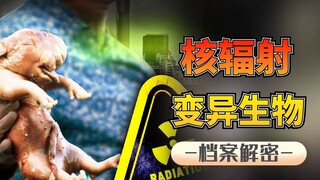 Kelinci tanpa telinga, gurita dengan 96 kaki, seberapa menakutkankah hewan yang terkena polusi nukli