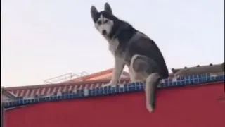 There are even more strange huskies now?