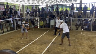 1st fight 5 stag derby (2 wins 2 draw 1 loss)