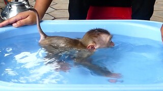 Amazing!! The first time that Little Baby Maki swimming | Monkey Happy Swimming