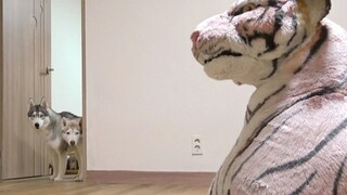 A "tiger" came to the house! Two Huskies revealed their true feelings, from "scared to piss" to "des