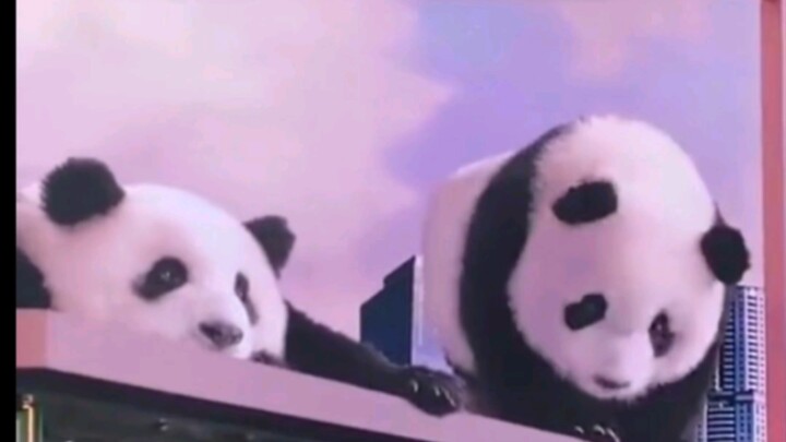 Netizen berhasil memotret panda 3D tanpa kacamata di Taikoo Li Chengdu, tampak seperti asli.