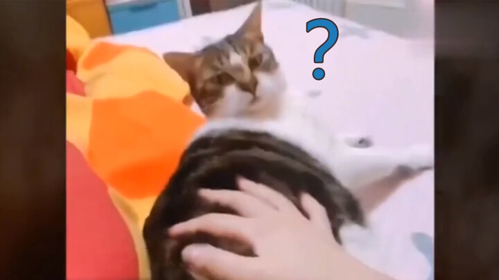 [Hewan]Jangan Salah Arah Saat Mengelus Kucing